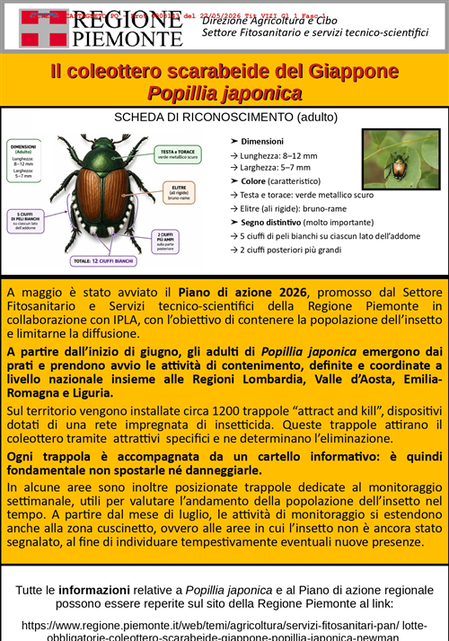 Coleottero scarabeide del Giappone (Popillia japonica Newman)