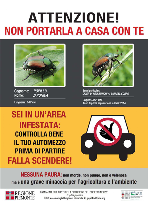 Coleottero scarabeide del Giappone (Popillia japonica Newman)