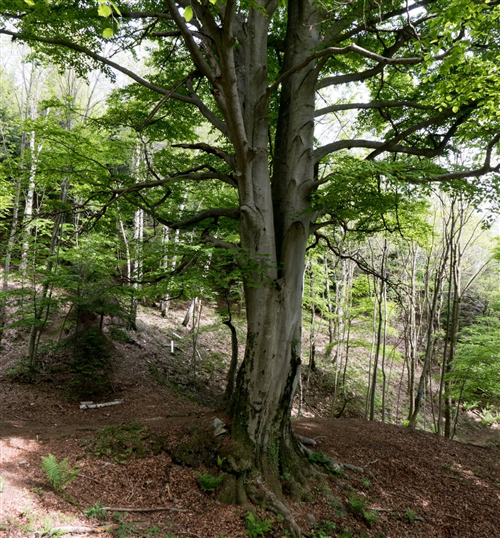 Alberi Monumentali