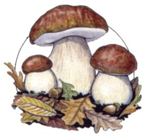 Corso formativo per il rilascio dellidoneità alla vendita per gli esercenti il commercio di funghi epigei freschi spontanei